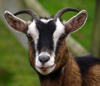 Horns goat's head curious photo