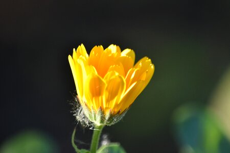 Nature flower flora
