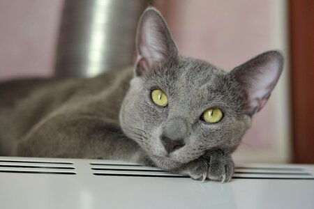 Animal cat claw