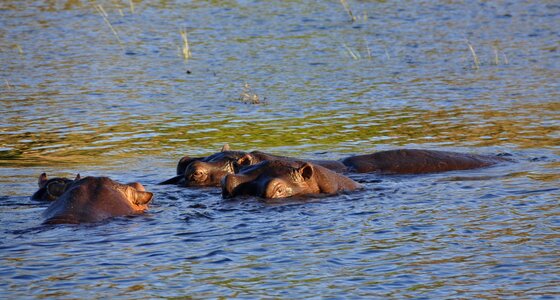 Water chobe botswana photo