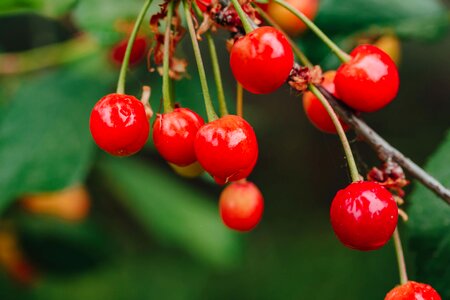 Branch cherries cherry