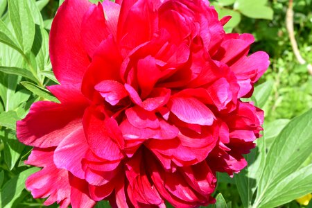 Peony petals red photo