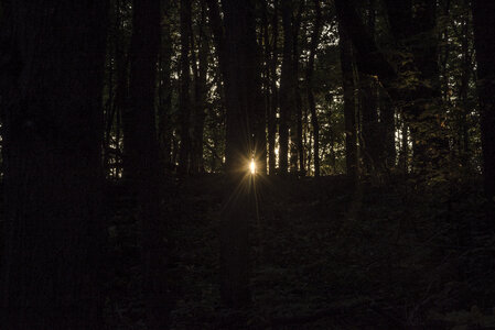 Sunlight piercing through the woods photo
