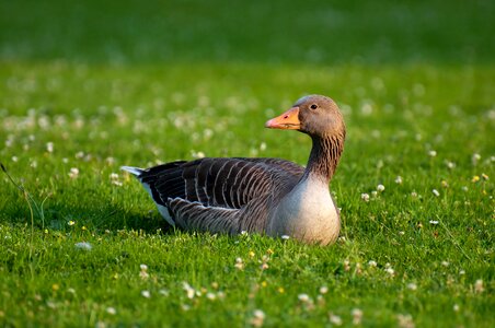 Field goose anser duck bird photo