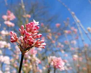 Blossom bloom bush