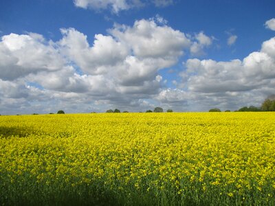 Mecklenburg spring yellow