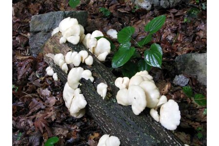 Agaric  