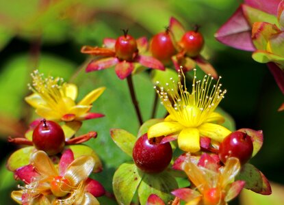 Hypericum perforatum wort yellow photo