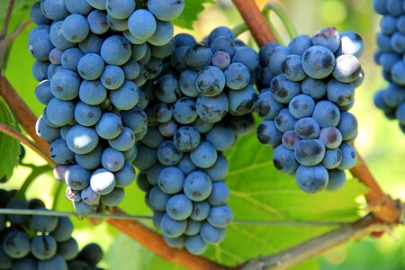 Winegrowing plant grapevine