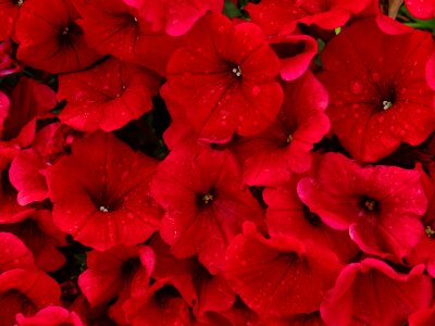 Flower nature beauty