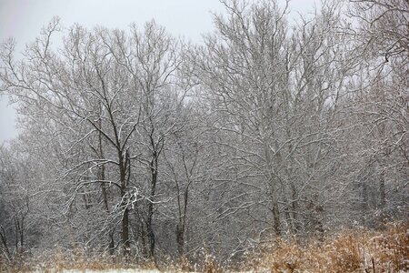 Snow tree 