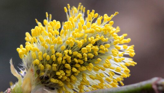 Beautiful beautiful flowers biology