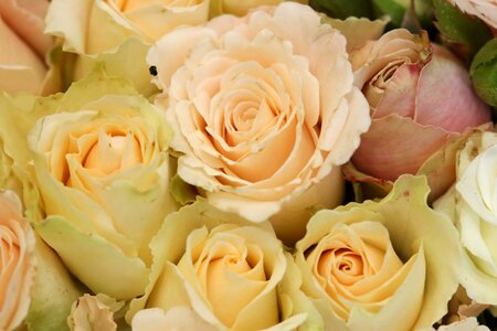 Close-Up white flower wedding bouquet