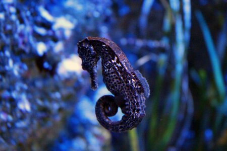 Aquarium leaves plants photo