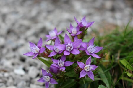 Grass purple flowers plant photo