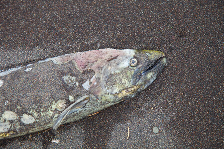 Salmon carcass-1