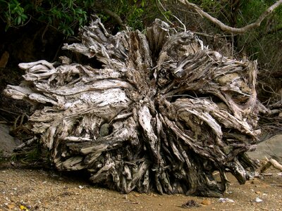 Roots tree 
