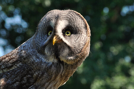 Owl Face