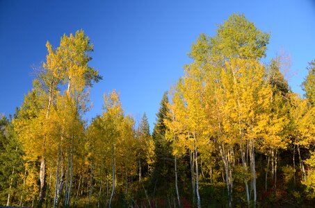 Autumn fall trees