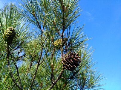 Beautiful Photo branch conifer photo