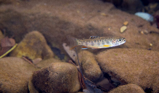 Brook Trout juvenile-1 photo