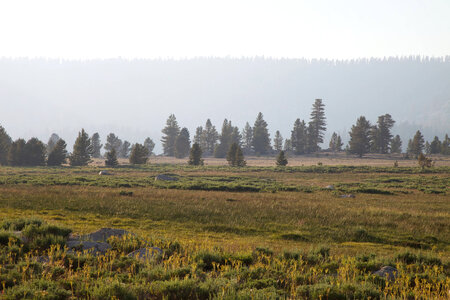 Sierra Nevada high alpine meadow-1 photo