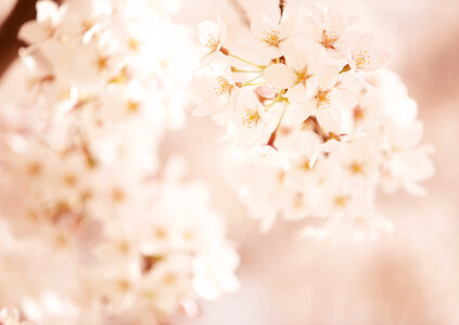 Sakura season, Cherry Blossom [Soft focus, Background]