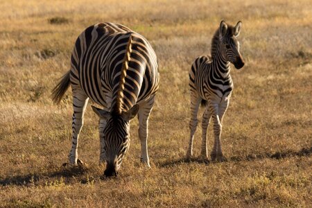 Zebra stripes wild animal africa photo