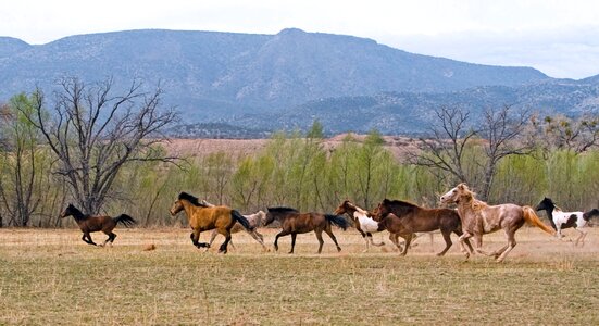 Stallion ranch equestrian photo