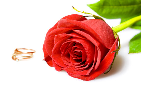 Roses and rings photo