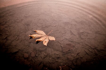 Leaf With Water Ripple photo