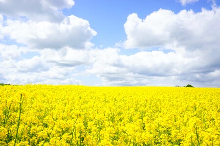 Agriculture beautiful flowers blooming photo