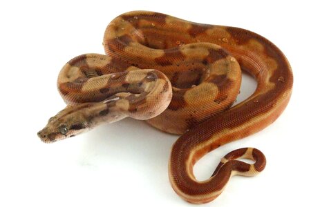 Boa constrictor exotic