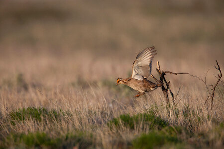 Lesser Prairie-Chicken-23 photo