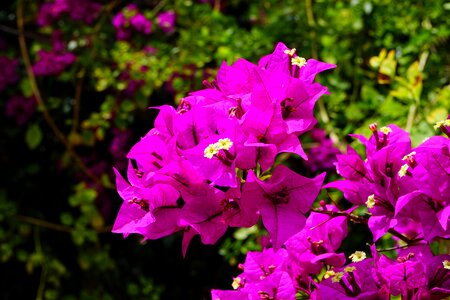 Bush bougainville triple flower photo