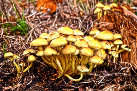Mushrooms forest autumn