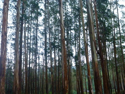 Dense Forest Tall Trees photo