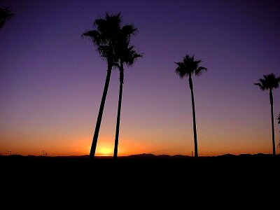 Dawn palm trees