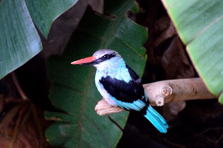 Bird fly wings