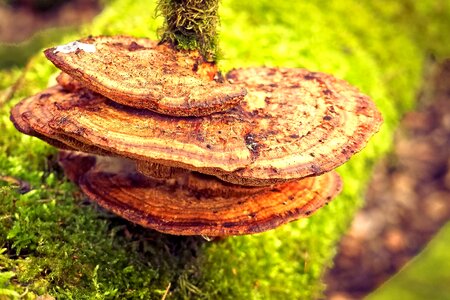 Beautiful Photo fungus grass