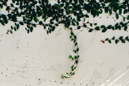 Growth natural decorative