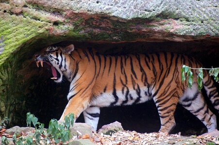 Cat wild animals