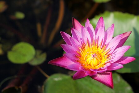 Background beautiful bloom