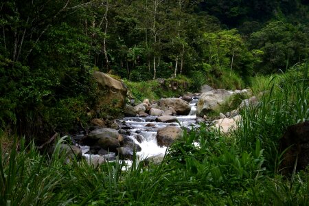 Rocks forest woods photo