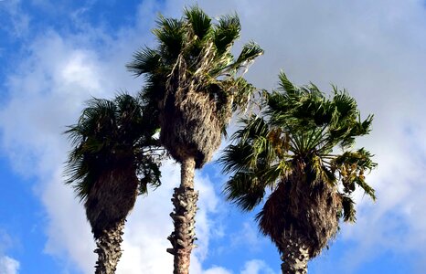 Cloud coconut exotic photo