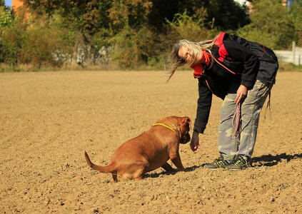 Dog mastiffs animal