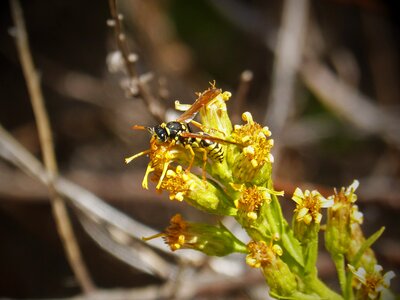 Yellow and black insect yellow flower