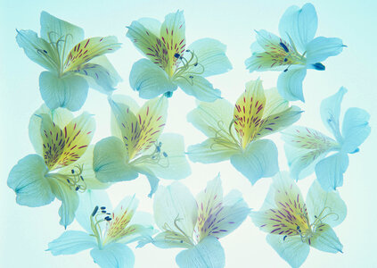 Rhododendron petals on a blue background photo