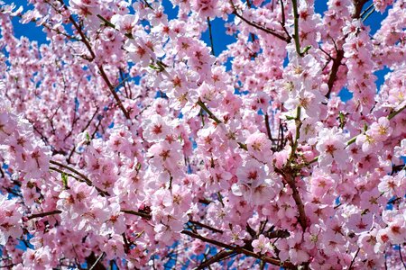 Almond apple beautiful flowers photo