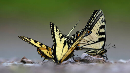 Eastern tiger swallowtail butterflies photo